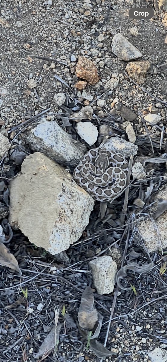 choptopmoseley's tweet photo. Listening to Alice after encountering this rattler on my afternoon dog walk https://t.co/soidt7OYcx
