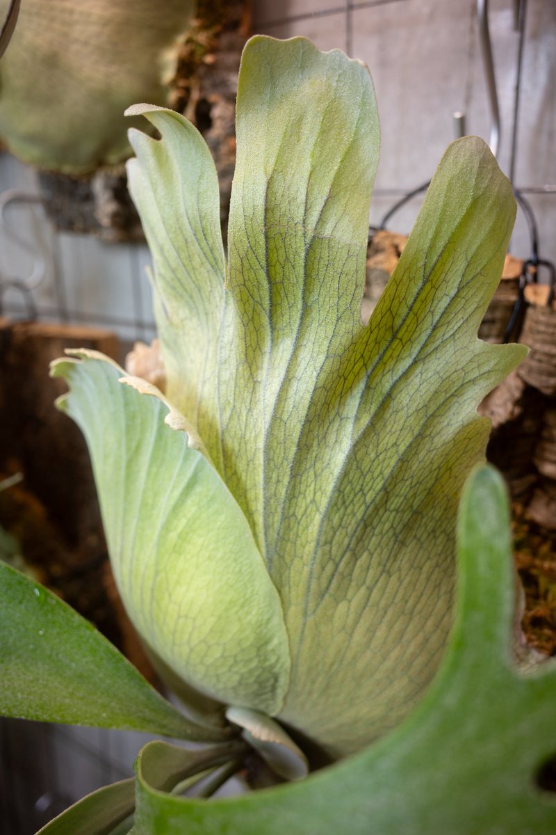 美味しそうな(?)貯水葉コレクション