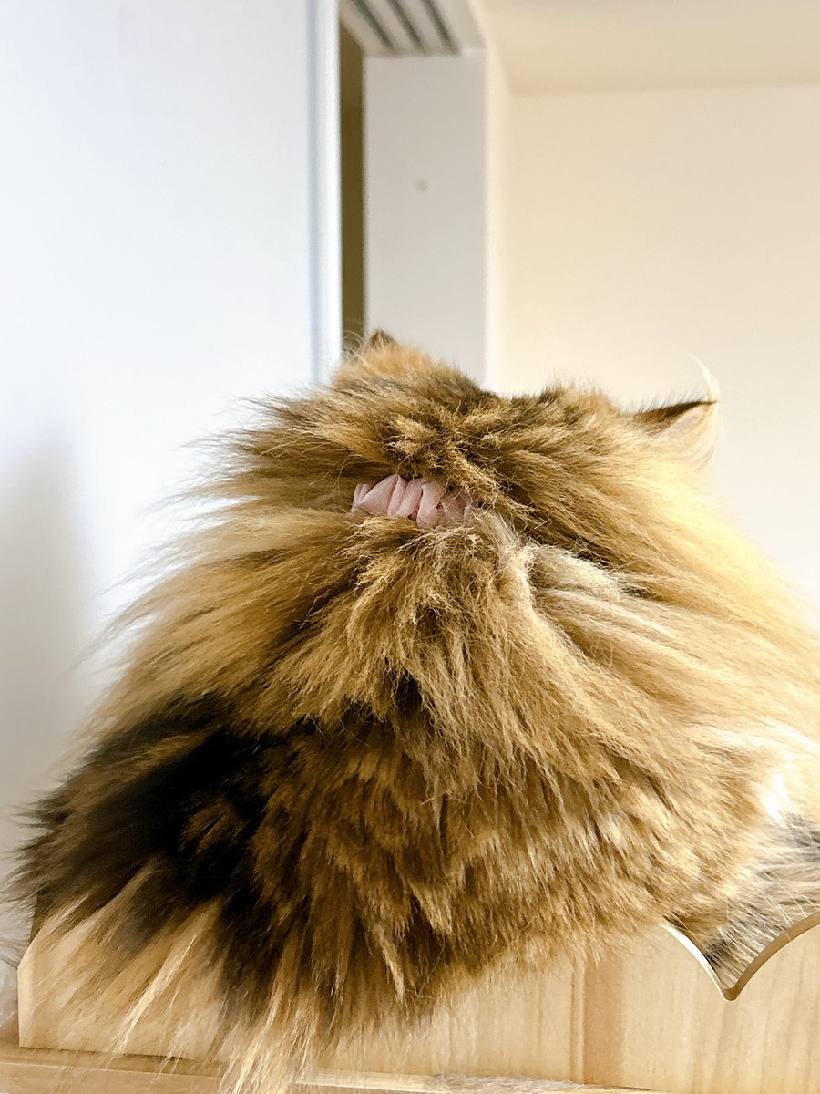 ruuvkuu's tweet image. キャトログさん！！！！
デビューさせていただきました！！！！
なんでもっと早く買わなかったのかとずっと後悔するくらい、とってもとっても満足しています！！！！
首輪もお洋服もスタイも大嫌いなみあちゃんが、なーんの抵抗もなく付けていて、シュシュタイプ神です！！
 #catlog