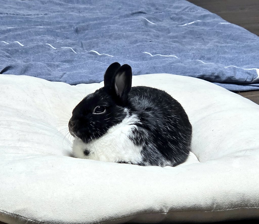 우리 봄공주님
털갈이 또 시작하는 중
털갈이 중이라 예민하시다 😤