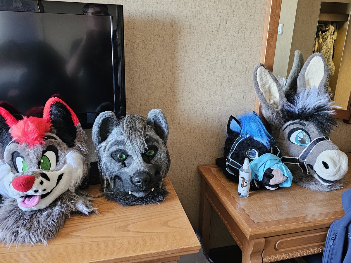All nice and settled in at the con. &lt;^.^&gt;

#furryfandom #furries #fursuits #fursuiters #Calfurry2025 #llmcostumes