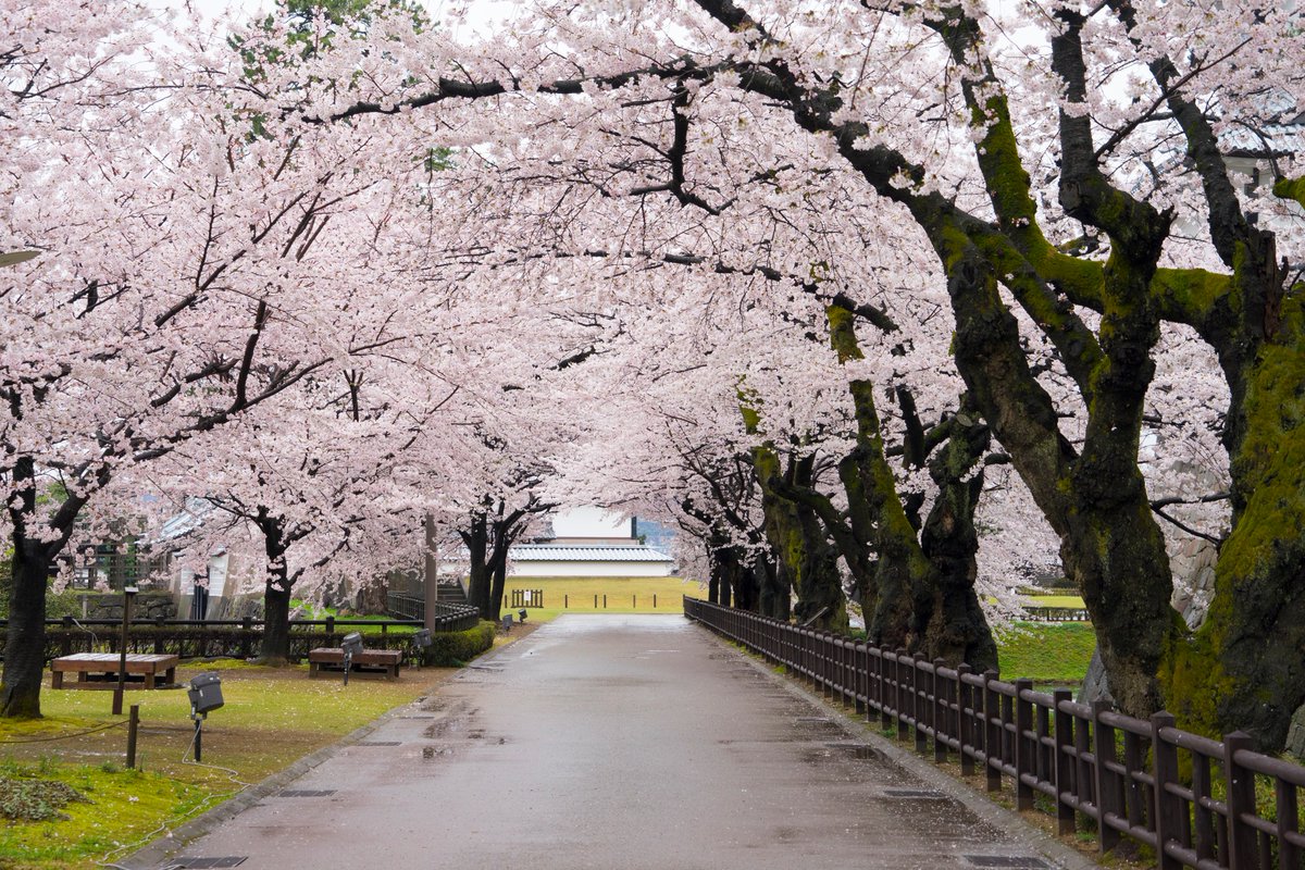 PopJapan2015's tweet photo. Sakura (Cherry trees) in Kanazawa Castle, Kanazawa City, Ishikawa Prefecture, Japan. This castle refers to a partially-restored castle in Kanazawa. It served as the headquarters of Kaga Domain, ruled by the Maeda clan for 14 generations.

Photo credited to fish0835

 #kanazawa https://t.co/ys1NToRMMa