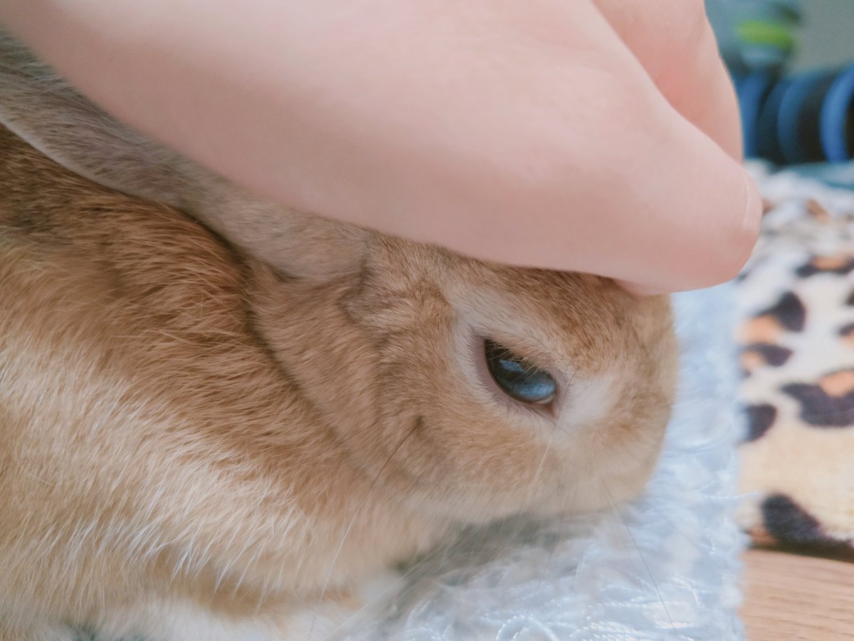 아기토끼 푸딩이 tweet media