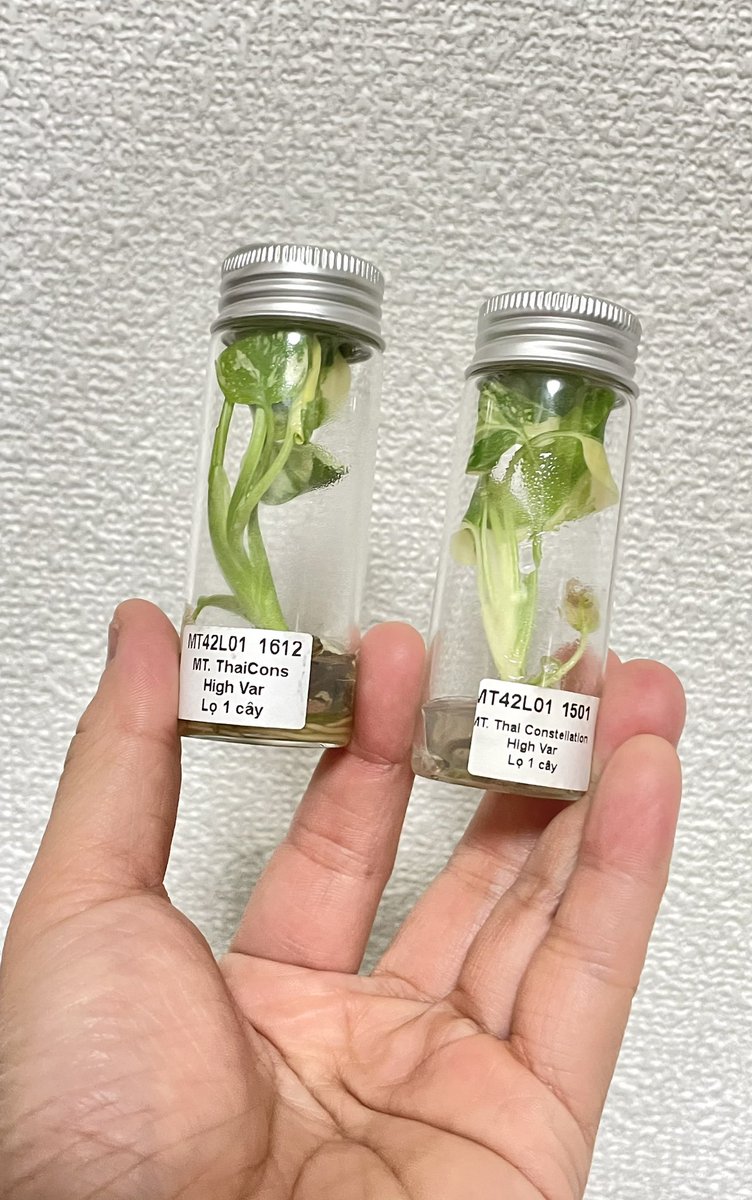 ballpython2019's tweet image. LINEの公式アカウントで知ったけど幕レプ中止なのか…
今は植欲🪴のが凄いから幕レプないなら今年は爬虫類イベント行かないかも……❓🤔
行くとしたら休みが合えば…で、とんぶりあたりくらいかなぁ。
最近は植物にあげる水に何混ぜるか考えたりビトロ苗の順化を見守るのが楽しい🌱😃