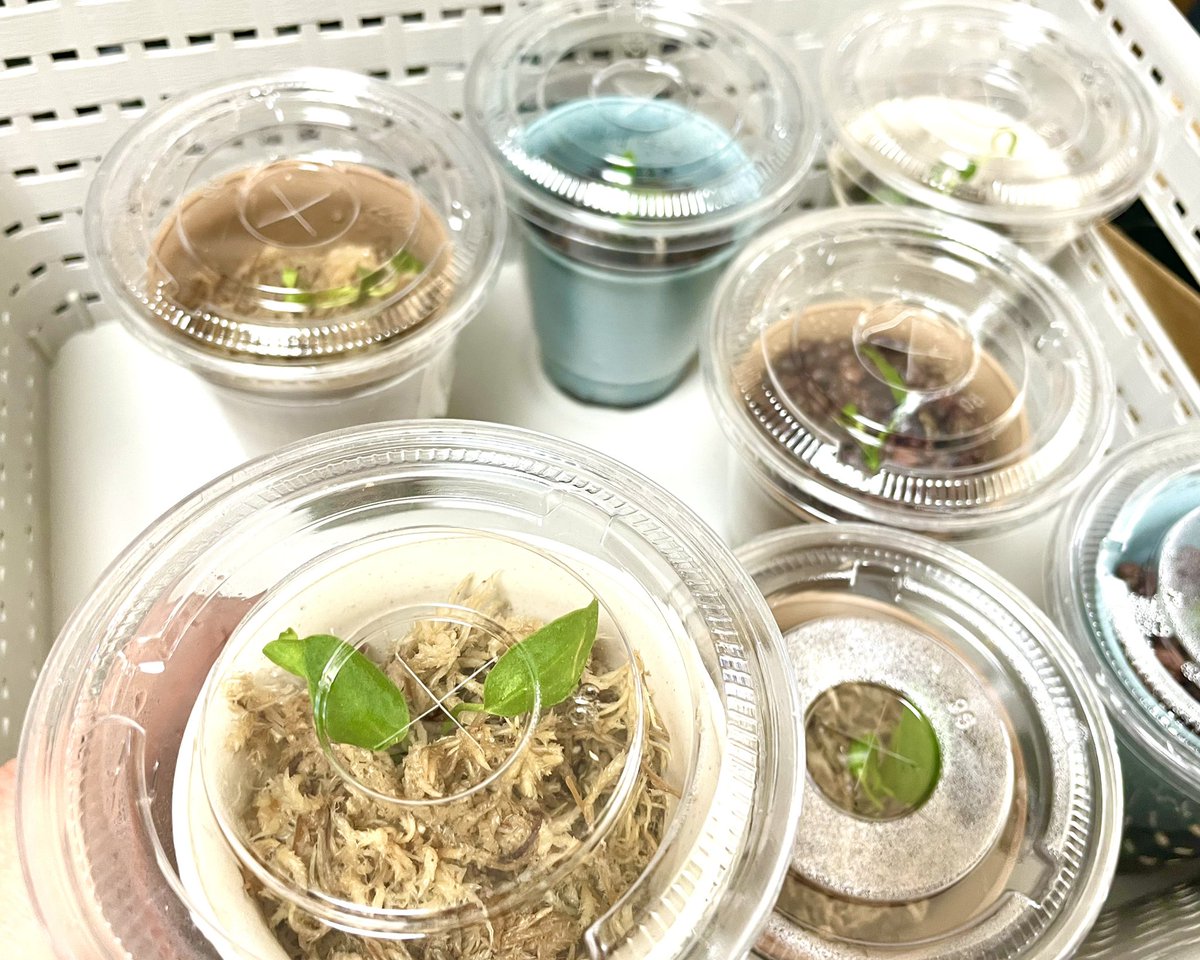 ballpython2019's tweet image. LINEの公式アカウントで知ったけど幕レプ中止なのか…
今は植欲🪴のが凄いから幕レプないなら今年は爬虫類イベント行かないかも……❓🤔
行くとしたら休みが合えば…で、とんぶりあたりくらいかなぁ。
最近は植物にあげる水に何混ぜるか考えたりビトロ苗の順化を見守るのが楽しい🌱😃
