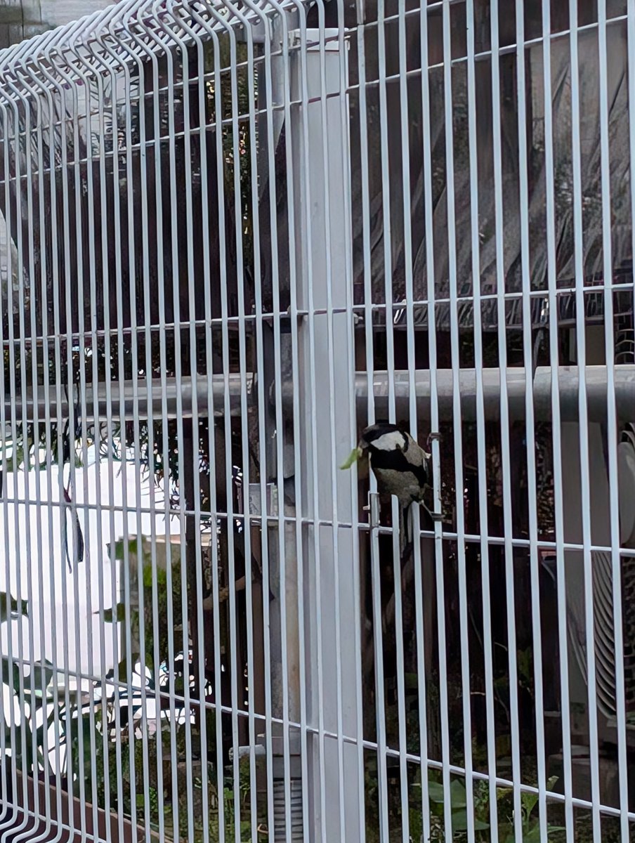 nontemaru's tweet photo. ウチに巣作りしたシジュウカラさんは、今日も一生懸命、雛たちに餌を運んでいます。ボチボチ巣立ちが近そうです。
#シジュウカラ　#四十雀　#巣作り　#巣立ち https://t.co/oJeqaoQgQT
