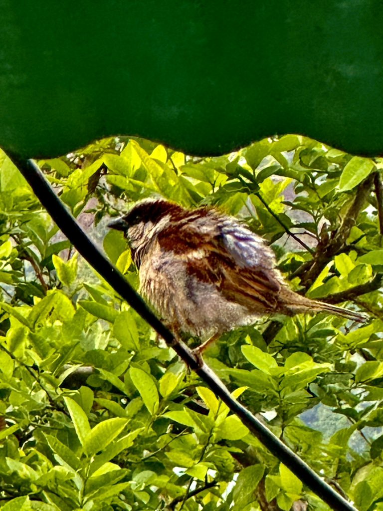 bcthakur's tweet photo. Morning Sun Bath. #saveoursparrows #IndiAves https://t.co/Slifg7M1uA