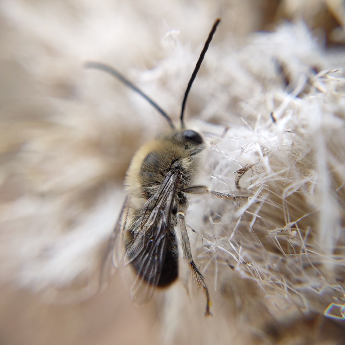 mindless_t's tweet photo. Longhorn bee roosting on dead thistle. https://t.co/AoNJo6mThL