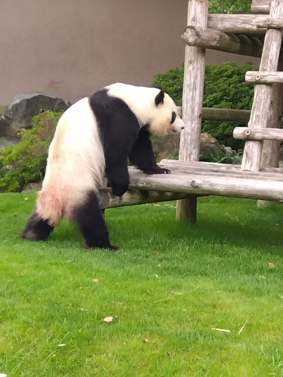 morimohaha1's tweet photo. アドベンチャーワールドへ
ラストパンダ🐼
この距離感でガラスもなしに見られるなんてホントに尊い🐼
また帰ってきてね〜
#パンダ
#アドベンチャーワールド
#白浜 https://t.co/kNSHabVyOF