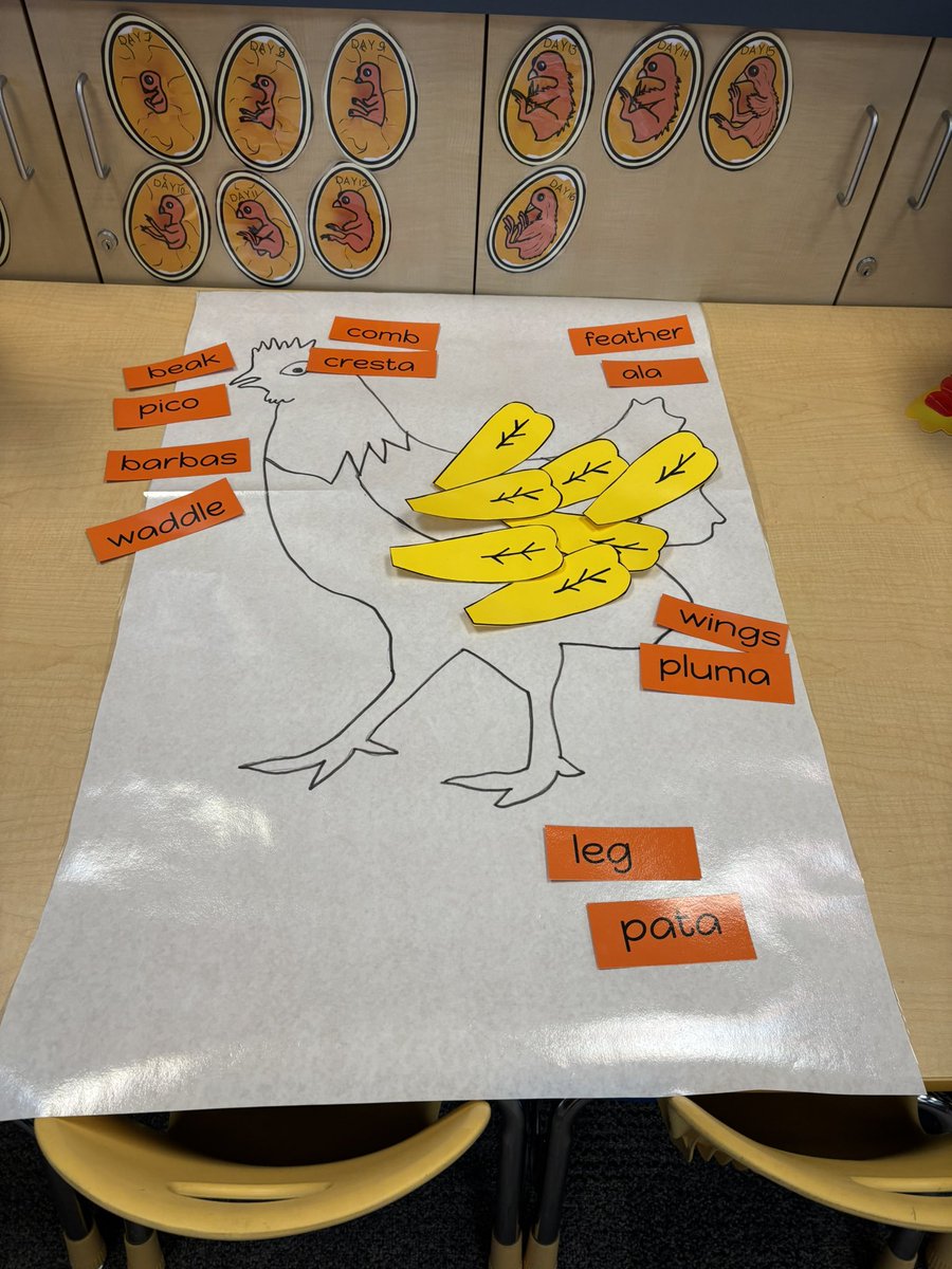 Jamie Alvarez (@runner58446) on Twitter photo The room is ready for our Baby Chick Baby Shower. In 6 days our baby chicks will hatch.
<a href="/DosCaminosPVSD/">Dos Caminos School</a> The room is ready for our Baby Chick Baby Shower. In 6 days our baby chicks will hatch.
<a href="/DosCaminosPVSD/">Dos Caminos School</a>