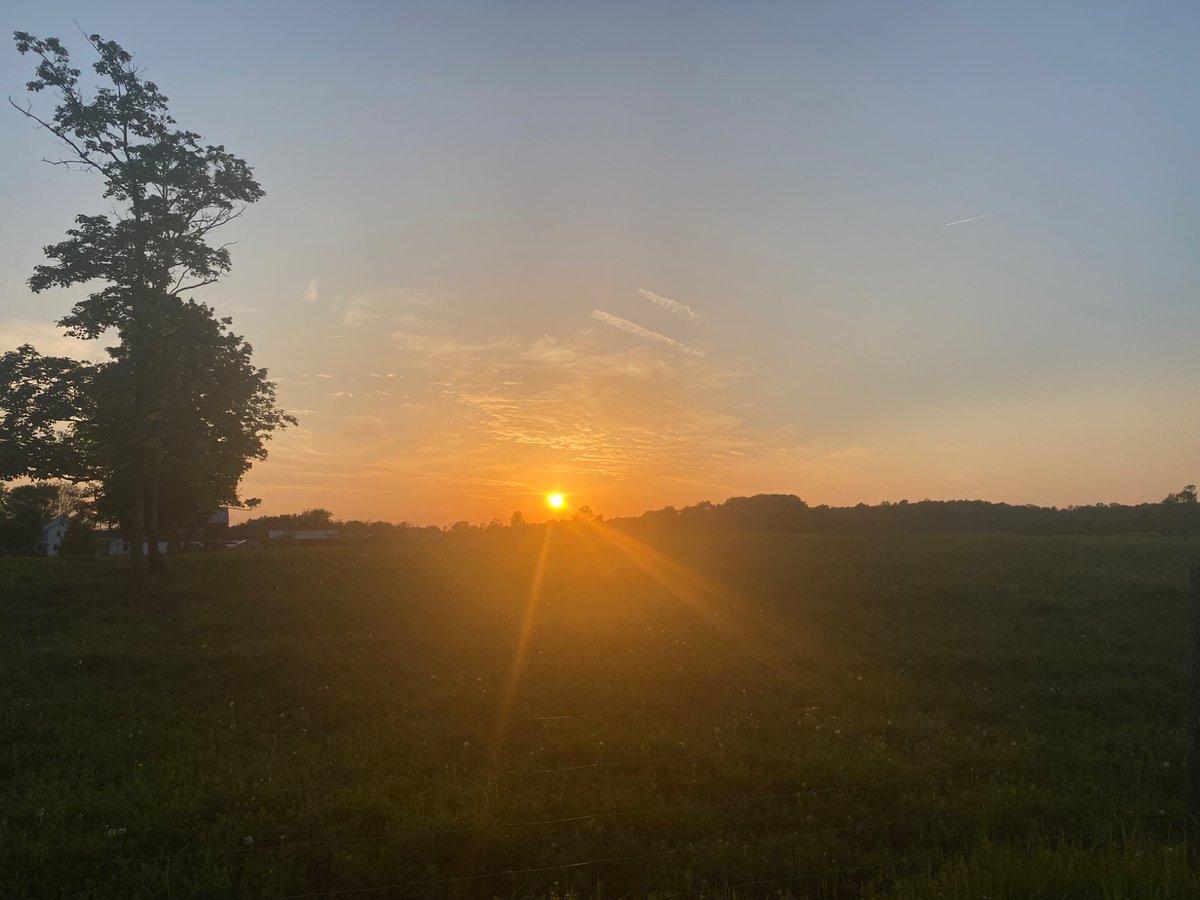 I ended up wanting to walk even though I was hot, so I still did my just shy of 4-miles walk around the country roads. My knee didn’t love the humidity but I made it. I love seeing all the wildflowers! 💛