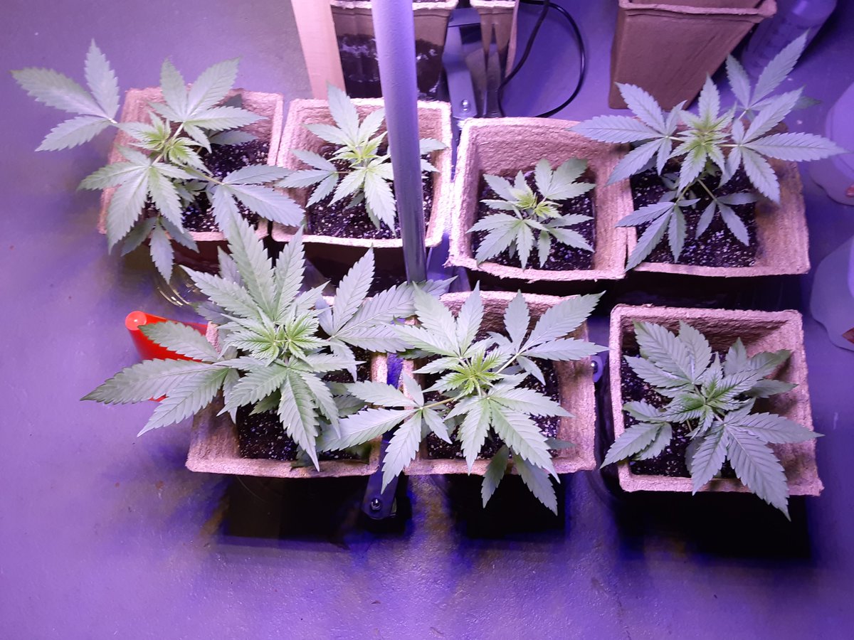 last time I posted something like this, well 10 days later, next post about this group when they bloom, they will be outdoors then. Top off once and hope  get it in again this grow just for the results.