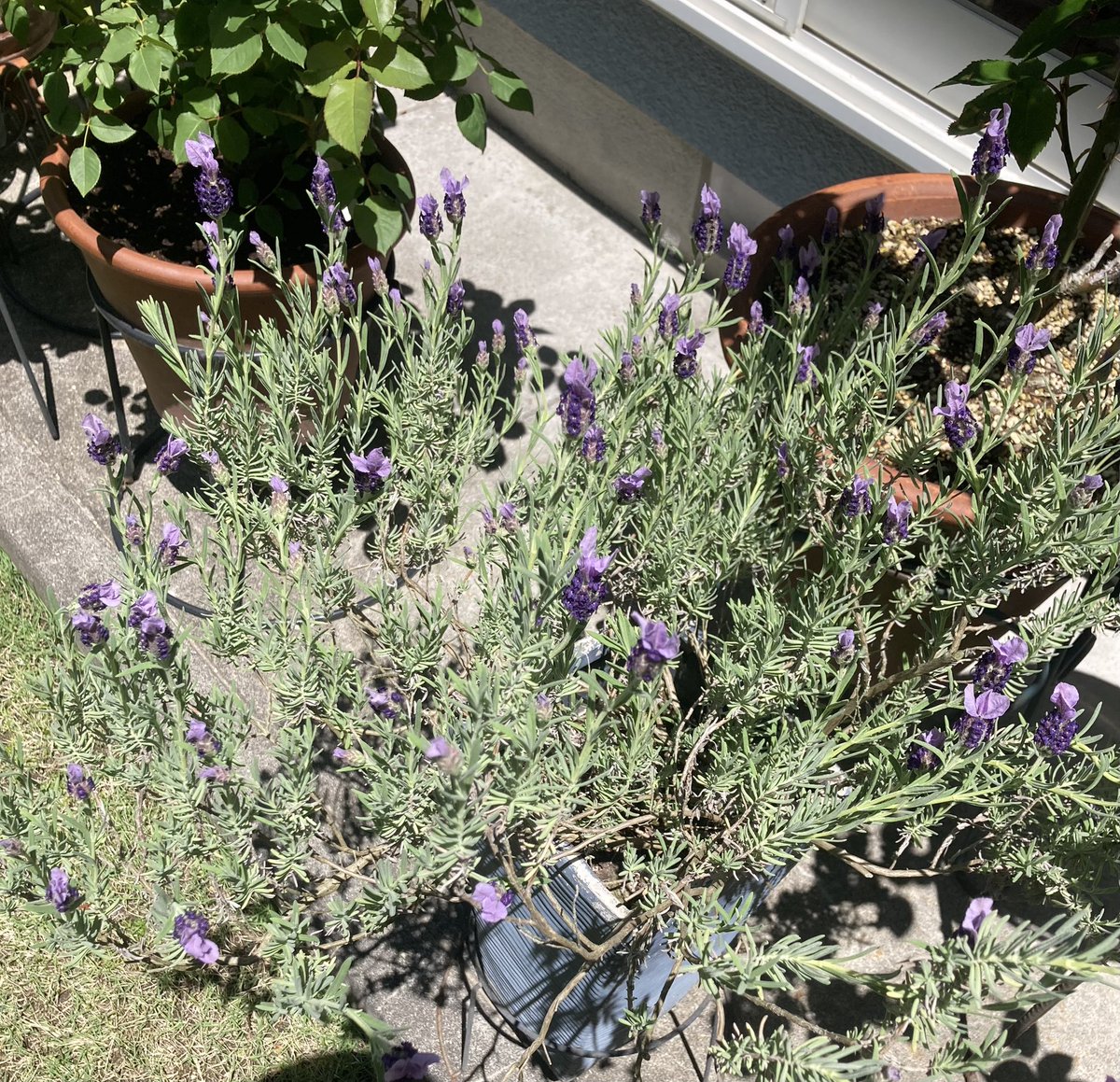 #HappyBirthday to <a href="/Gabriel_Mann/">Gabriel Mann</a> 
May your day be fullfilled with lots of love &amp; beautiful things❣️