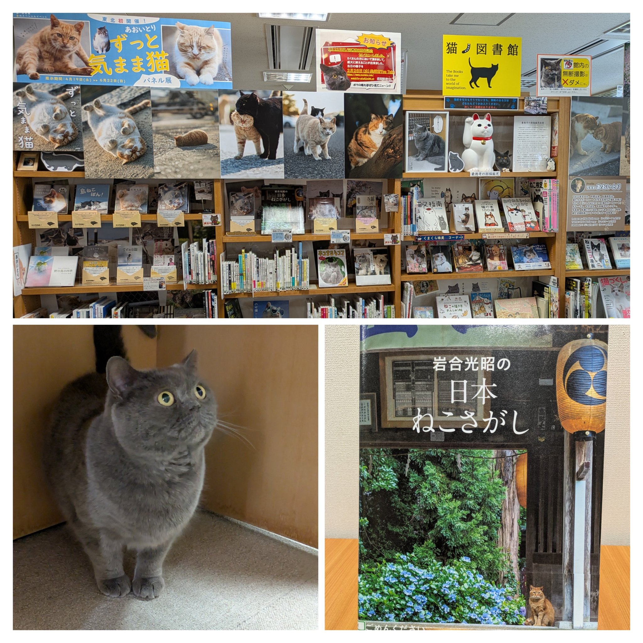 中古】 月刊ねこだのみ 4/小学館 その他