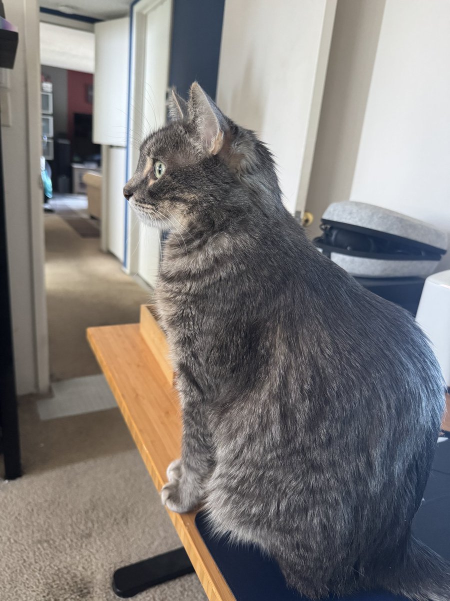 Link is very concerned about the construction going on outside  #CatsOfX