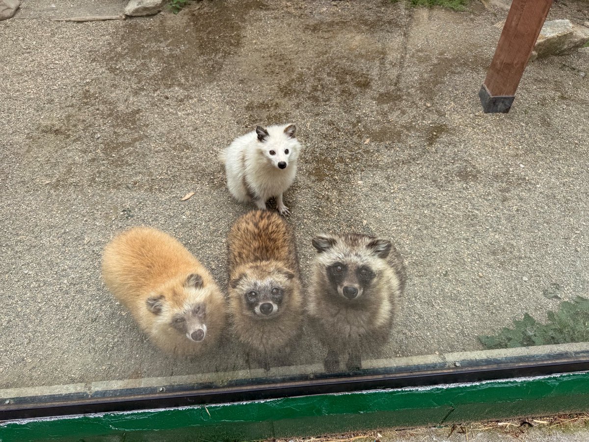 タヌキは別料金？やめとことか言ってる家族連れを横目に連コインするのが私