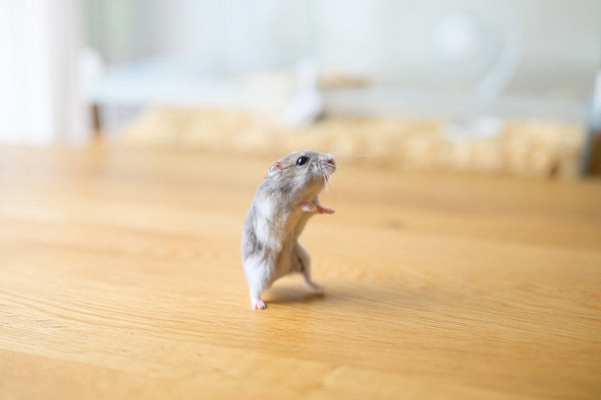 普通に立ってるハム