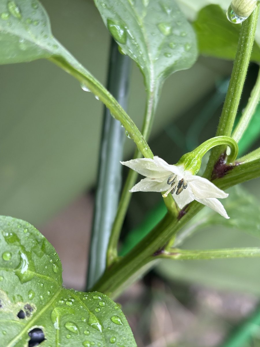 Amaneiro73's tweet photo. 夏野菜も続々と花を咲かせてきました！

 #なす  #きゅうり  #万願寺とうがらし
 #家庭菜園  #プランター菜園 https://t.co/lhVXY3YBYI