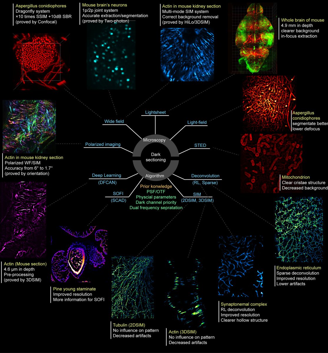Peng Xi (@xipeng1) on Twitter photo Our groundbreaking Dark Sectioning is now published in Nature Methods! 🎉 It supercharges existing imaging systems: 🔬Widefield → Confocal 🔬 Single-photon → 2P 🔬 2D-SIM → 3D-SIM Now integrated in Airy PolarSIM and #FlexSIM! Matlab+Fiji pluin tiny.cc/wqxj001
<a href="/PKU1898/">Peking University</a> Our groundbreaking Dark Sectioning is now published in Nature Methods! 🎉 It supercharges existing imaging systems: 🔬Widefield → Confocal 🔬 Single-photon → 2P 🔬 2D-SIM → 3D-SIM Now integrated in Airy PolarSIM and #FlexSIM! Matlab+Fiji pluin tiny.cc/wqxj001
<a href="/PKU1898/">Peking University</a>