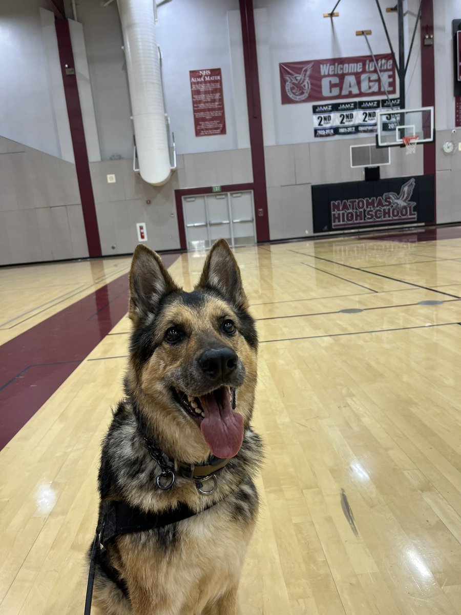 k9danka's tweet photo. Happy #retirement #k9danka worked our last job this week as #k9partner she got to carry her work and training reward to the car and can now play with it every day #k9 #gsd #workingdog #detectiondog #femalek9partner #k9team #mygirl ๐พ๐พ๐โค๏ธSo proud of you! https://t.co/7Jj2AEqm8p