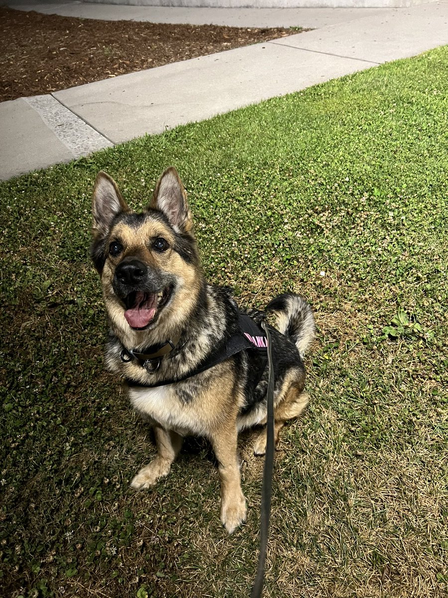 k9danka's tweet photo. Happy #retirement #k9danka worked our last job this week as #k9partner she got to carry her work and training reward to the car and can now play with it every day #k9 #gsd #workingdog #detectiondog #femalek9partner #k9team #mygirl ๐พ๐พ๐โค๏ธSo proud of you! https://t.co/7Jj2AEqm8p