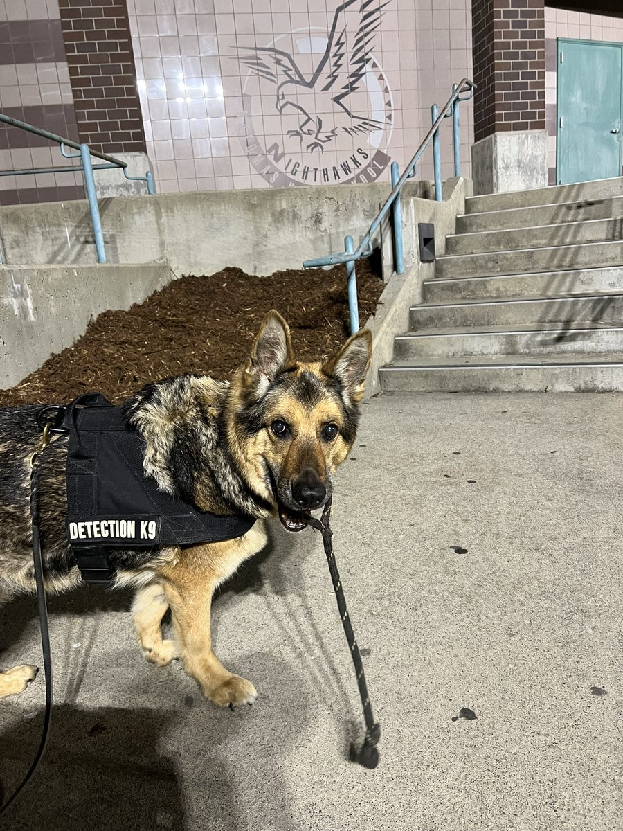 k9danka's tweet photo. Happy #retirement #k9danka worked our last job this week as #k9partner she got to carry her work and training reward to the car and can now play with it every day #k9 #gsd #workingdog #detectiondog #femalek9partner #k9team #mygirl ๐พ๐พ๐โค๏ธSo proud of you! https://t.co/7Jj2AEqm8p