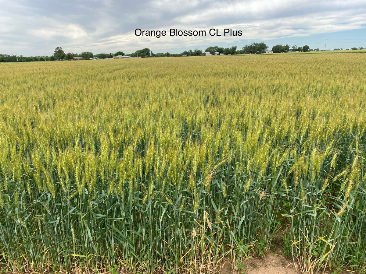 Jeff Wright tweet media