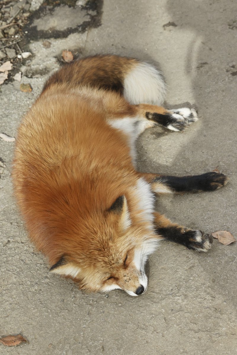 狐仙人乃弟子 トコノ オルタ (@ttt_zegu952) on Twitter photo 