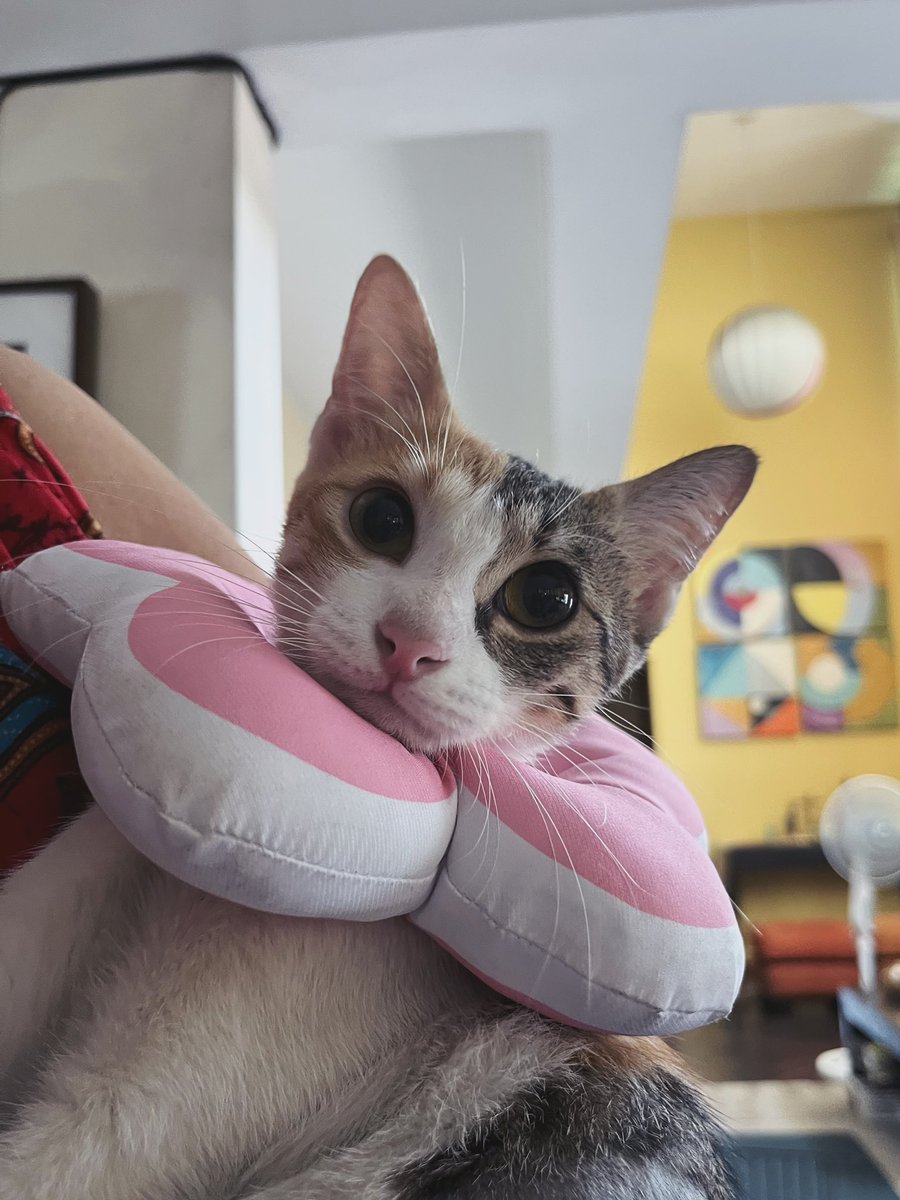 My Callie flower.