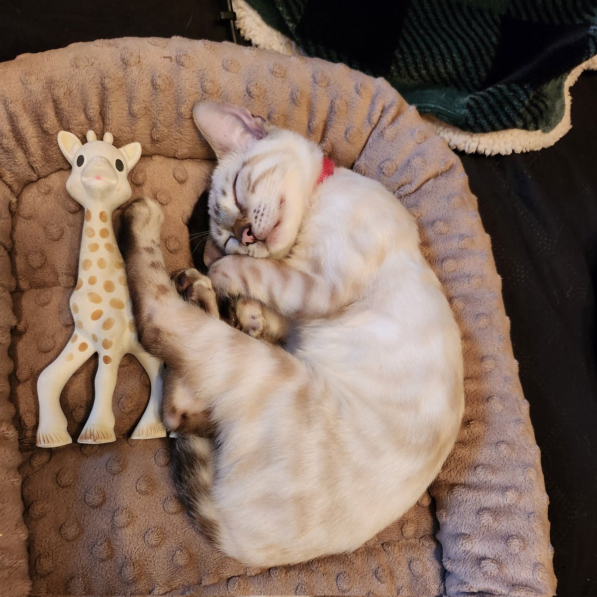 Mini Minou tweet media