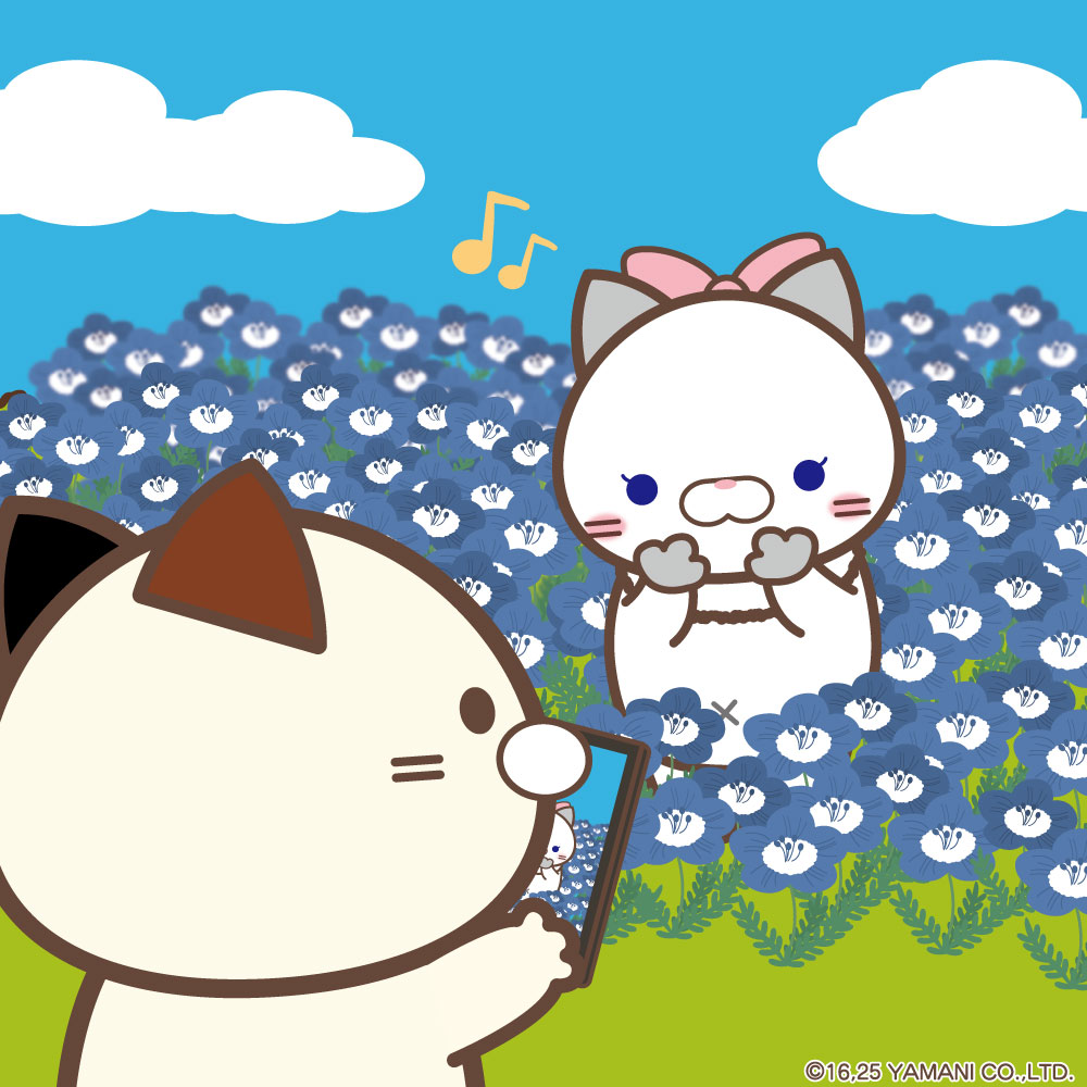 ネモフィラがきれいな季節ですね🎶🎶
ミケムラさんはサクラちゃんとお出かけにきたみたい。
ネモフィラ畑の絶景に楽しそうな2匹なのでした🐱✨

#ミケムラさんといっしょ　#ネモフィラ