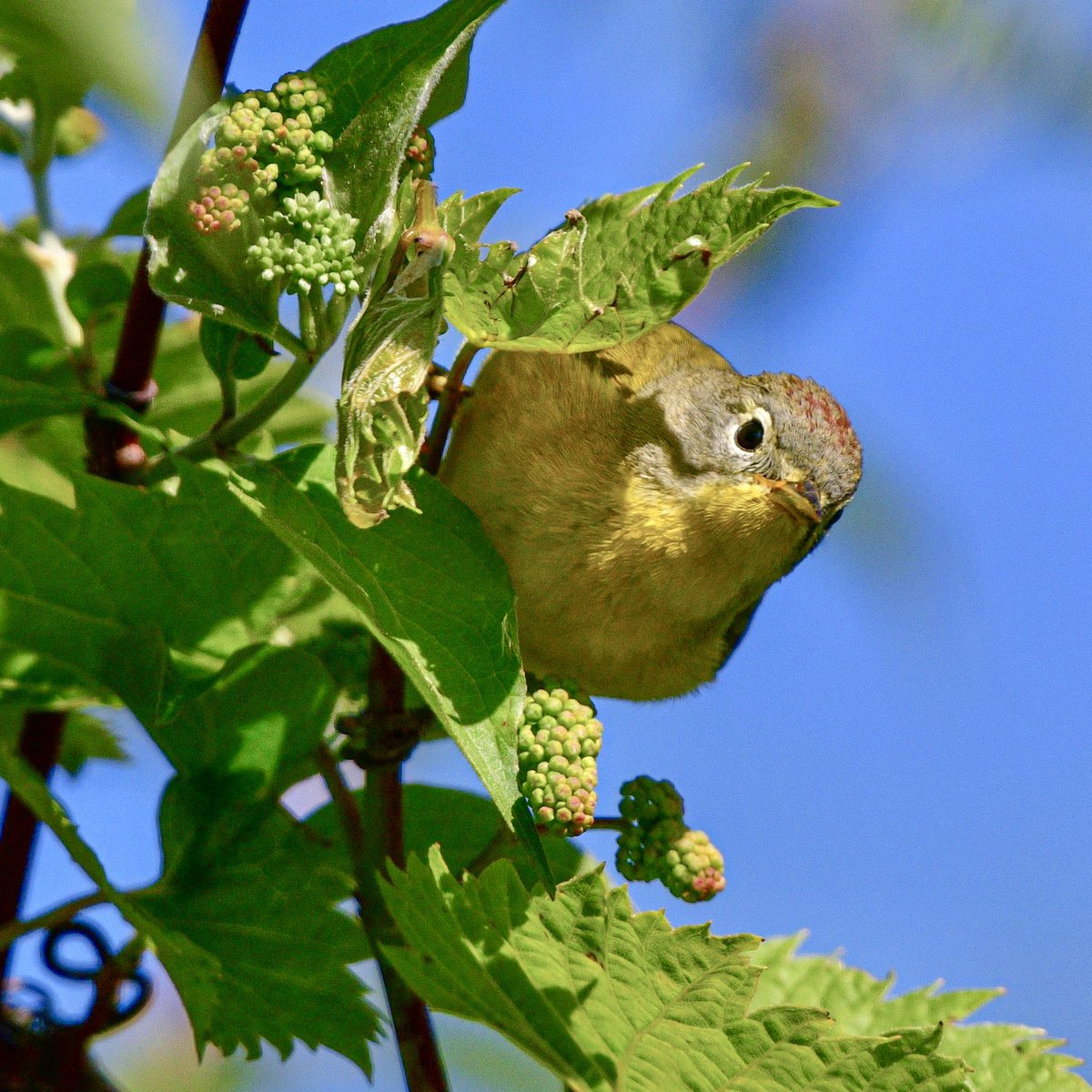 Nashville Warbler in the golden hour, giving us a rare glimpse of that chestnut patch on its head. 
Magee Marsh, OH
#Birds #BirdTwitter #TwitterBirds #BWIAB #MageeMarsh