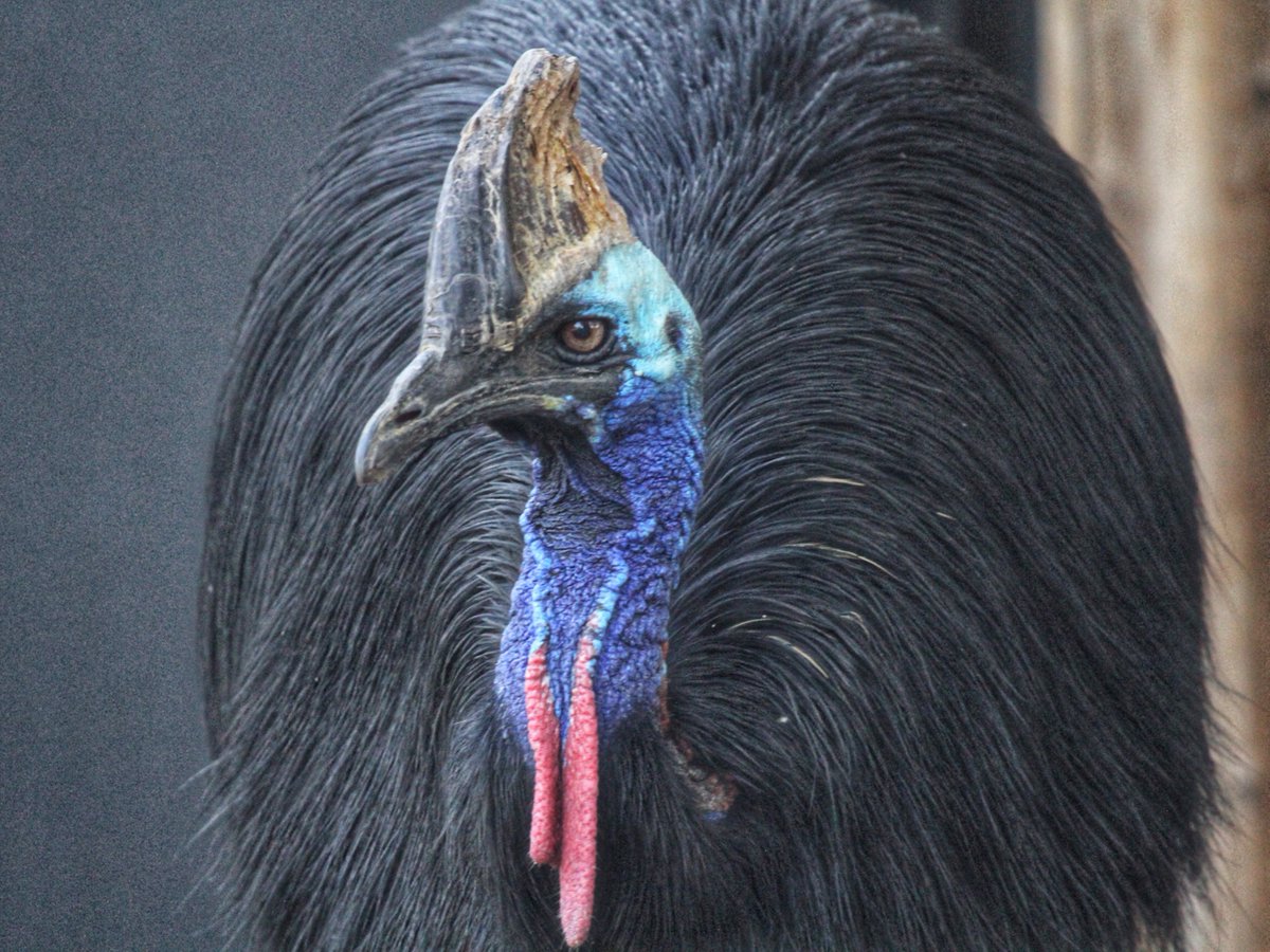 DenverZoo's tweet image. Salem is turning the big 3-0, and we’re celebrating three decades of life for one of the Zoo’s most stunning residents. Known for her bold prehistoric-looking presence and vibrant features, Salem lives alongside her neighbor, Neville, in Down Under.  

Cassowaries are often