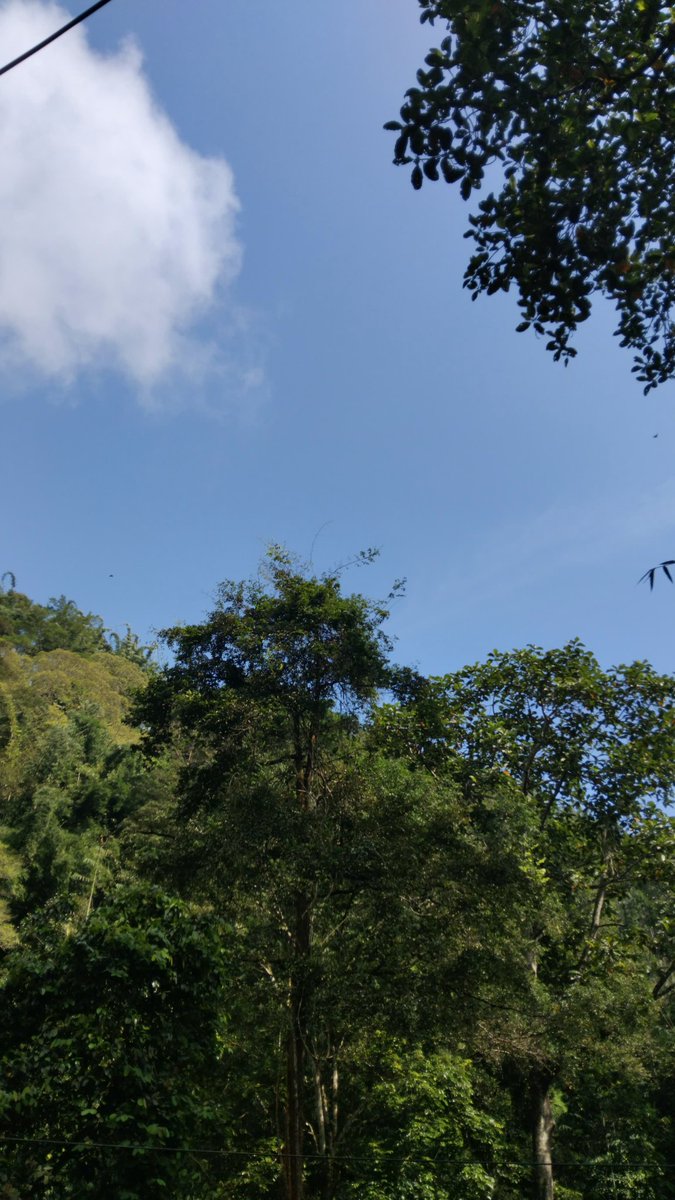 nfrdsa's tweet image. Ngarit🌳