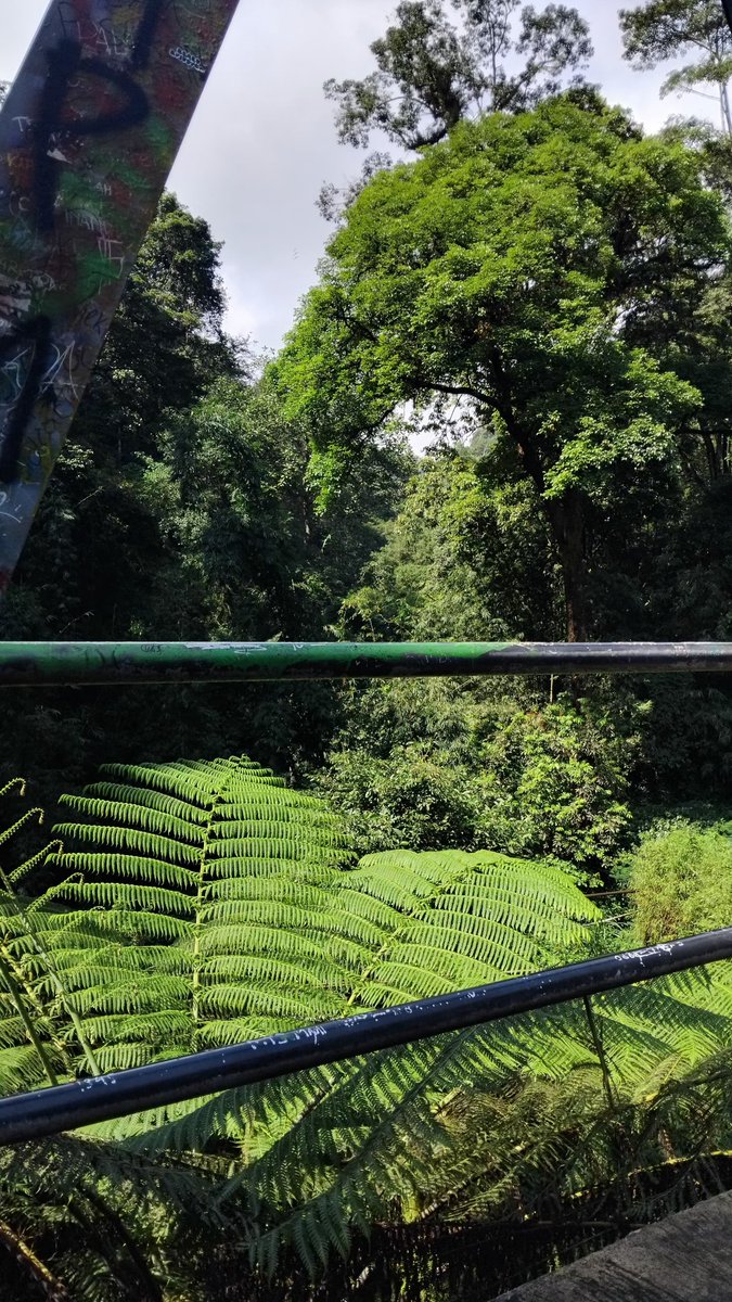 nfrdsa's tweet image. Ngarit🌳