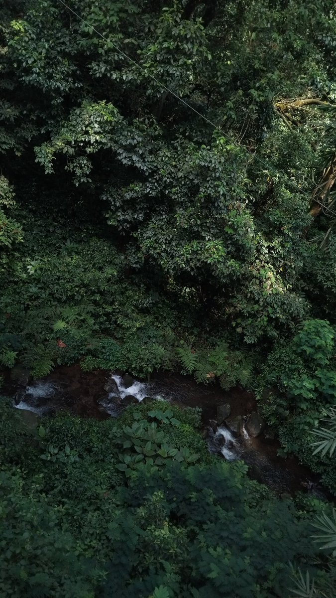 nfrdsa's tweet image. Ngarit🌳