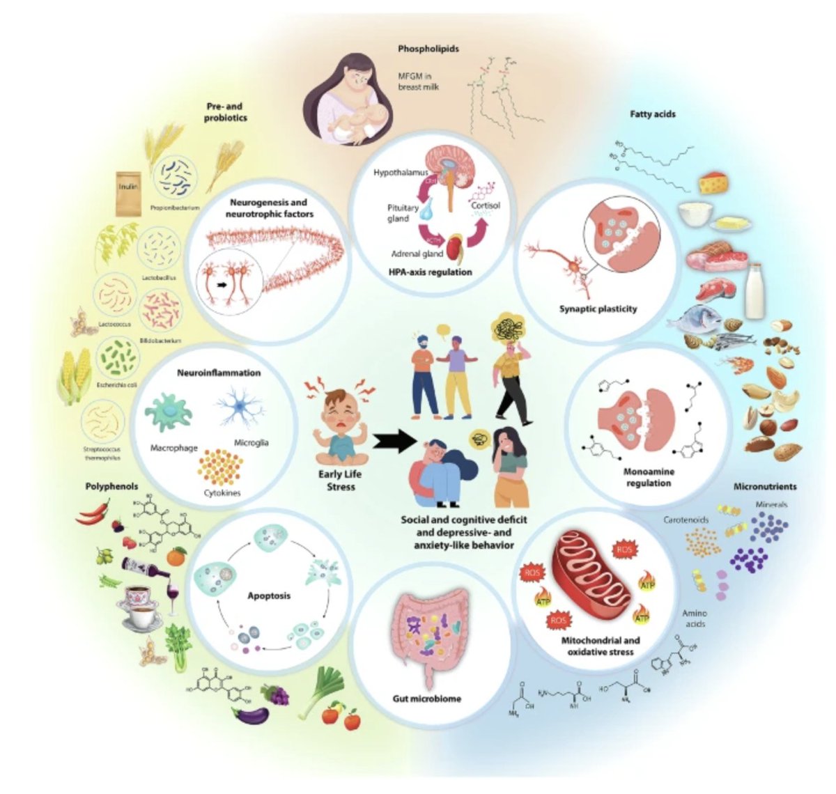 GutMicrobiota Health (@gmfhx) on Twitter photo It's possible to counteract the detrimental consequences of early-life stress by dietary interventions
<a href="/UCCpsychiatry/">UCCpsychiatry</a>, <a href="/jfcryan/">John F. Cryan</a> & colleagues update the ins and outs:
loom.ly/3Gw8nuk It's possible to counteract the detrimental consequences of early-life stress by dietary interventions
<a href="/UCCpsychiatry/">UCCpsychiatry</a>, <a href="/jfcryan/">John F. Cryan</a> & colleagues update the ins and outs:
loom.ly/3Gw8nuk