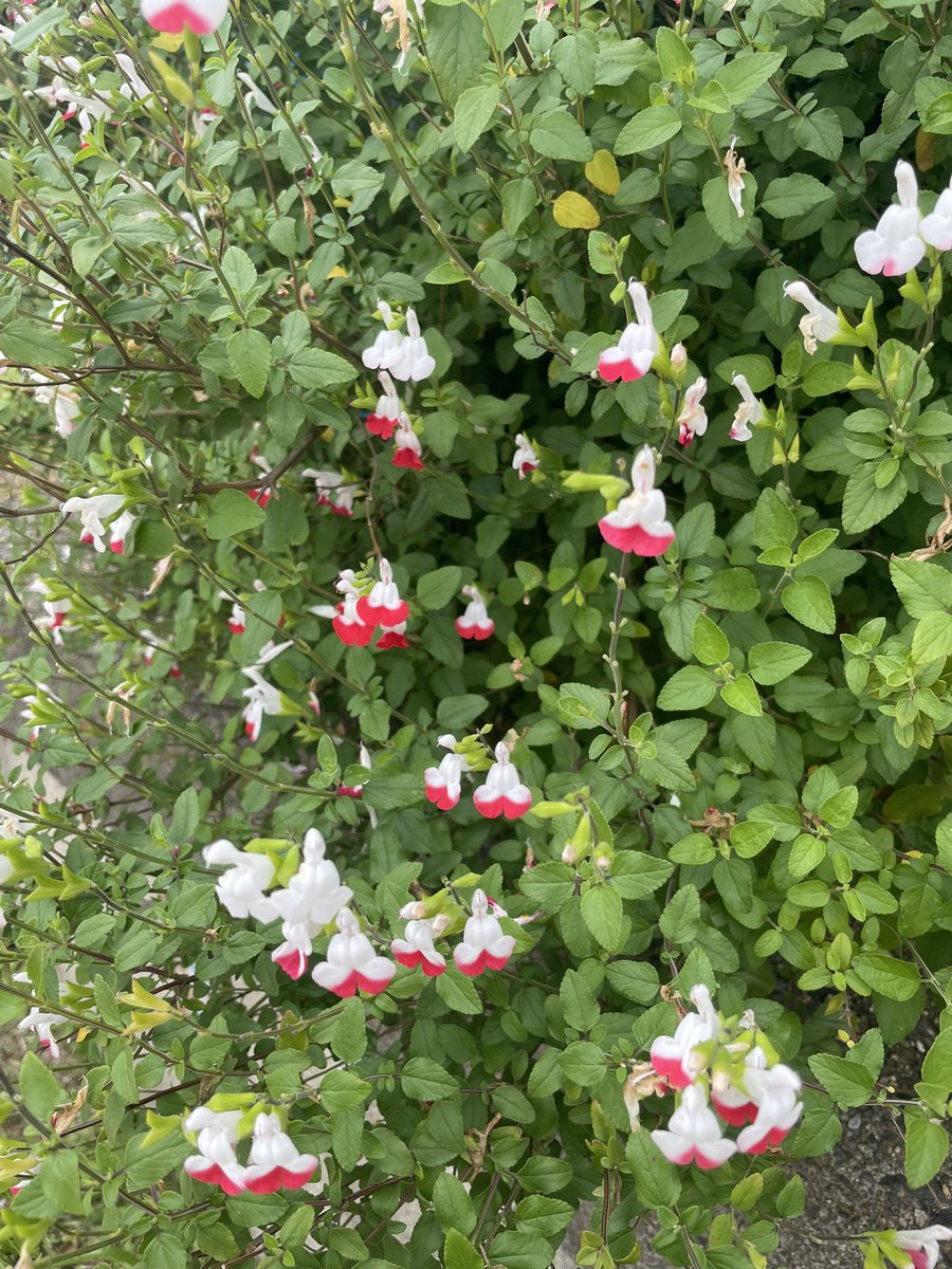 ruirui_rui7's tweet photo. 今日のお花𖤣𖥧𖥣｡𖥧𖧧

なんかわかんないけど、可愛い〜

ウォーキングコースにて。 https://t.co/BwDPovguXb