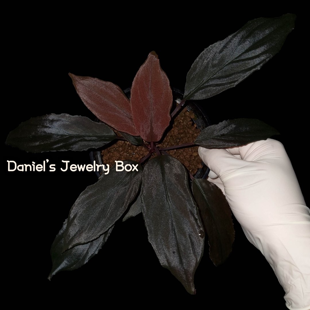 紫
黒紫色

Homalomena sp.Neon Purple
[DJB20XX-01A]
#homalomena #ホマロメナ #vivarium #terrarium #tropicalplants #paludarium #ブセファランドラ #観葉植物 #熱帯植物 #雨林植物 #パルダリウム #テラリウム #熱帯雨林植物 #furtadoa #bucephalandra #DJB便 #rainforestplants #variegatedplants