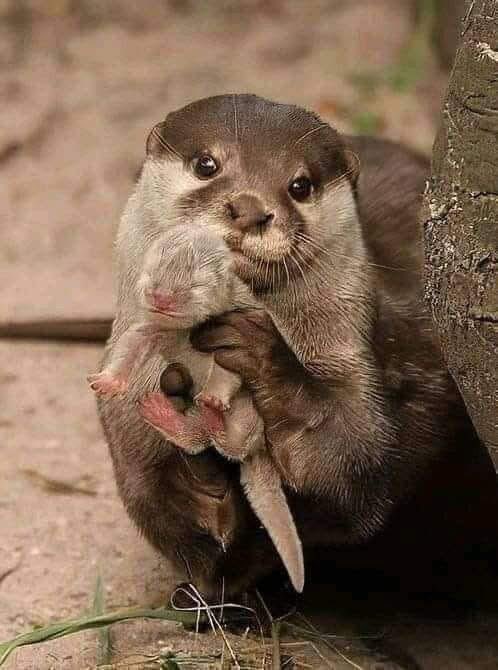 Momma otter showing off her baby. <a href="/1982VintageNut/">1982VintageNut</a>