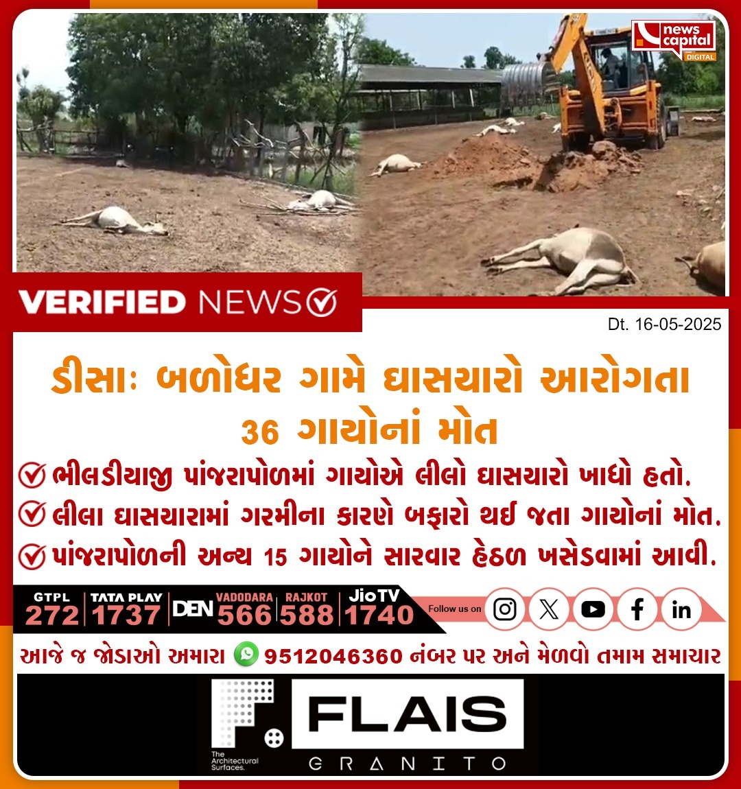 NewsCapitalGJ's tweet photo. ડીસાઃ બળોધર ગામે ઘાસચારો આરોગતા 36 ગાયોનાં મોત
ભીલડીયાજી પાંજરાપોળમાં ગાયોએ લીલો ઘાસચારો ખાધો હતો.
લીલા ઘાસચારામાં ગરમીના કારણે બફારો થઈ જતા ગાયોનાં મોત.
પાંજરાપોળની અન્ય 15 ગાયોને સારવાર હેઠળ ખસેડવામાં આવી.
#Deesa #Cattle #Panjrapole #AnimalWelfare #FodderPoisoning #HeatwaveEffect