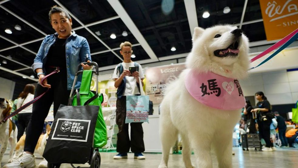 ThePointTaken's tweet image. A large number of cats and dogs purchased online were in poor health compared to those bought in physical shops, with half of them experiencing illnesses or being in subpar condition, a survey released by #HongKong Consumer Council on Thursday found. #petsfriendly