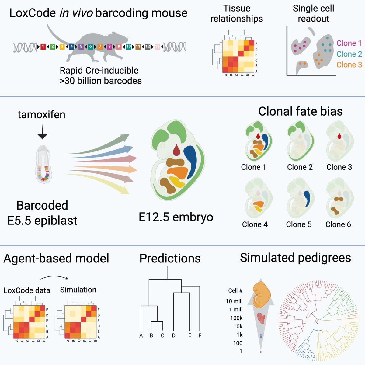 Shalin Naik (@shalinhnaik) on Twitter photo A triumph of perseverance from twitterless Tom Weber, Christine Biben and the team, our in vivo barcoding "LoxCode mouse" used to resolve epiblast fate to fetal organs is finally published in <a href="/CellCellPress/">Cell</a> and available to import through <a href="/jacksonlab/">The Jackson Laboratory</a> sciencedirect.com/science/articl… A triumph of perseverance from twitterless Tom Weber, Christine Biben and the team, our in vivo barcoding "LoxCode mouse" used to resolve epiblast fate to fetal organs is finally published in <a href="/CellCellPress/">Cell</a> and available to import through <a href="/jacksonlab/">The Jackson Laboratory</a> sciencedirect.com/science/articl…
