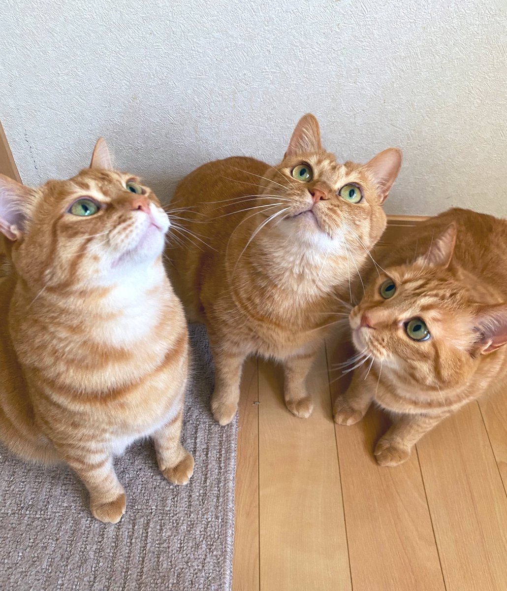mememimi728's tweet photo. ちゅーるだよー！
整列ー！
#猫 #cat #茶トラちゃん https://t.co/tu7bFZVxWW