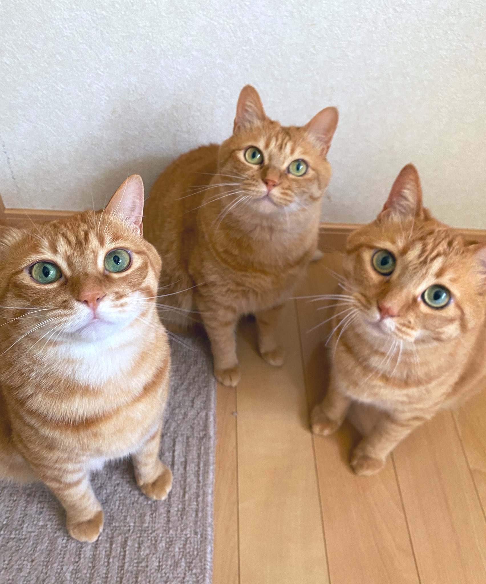 ☆クマさんと茶トラ猫ちゃんピアス☆ fit=scale-down,w=1200