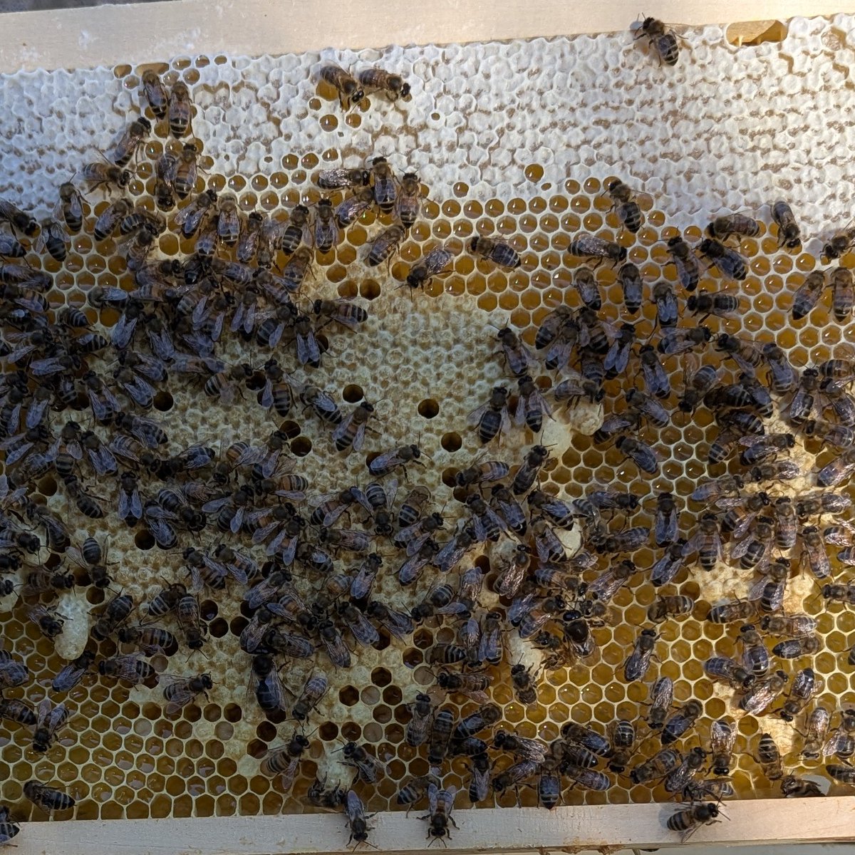 NorfolkHoneyCo's tweet image. This hive is ready to be split. 
On this frame we have lots of queen cells.

#Honeybees #beekeeping #beekeepinghowto #beekeepingtips #queencells #countryside #countryliving