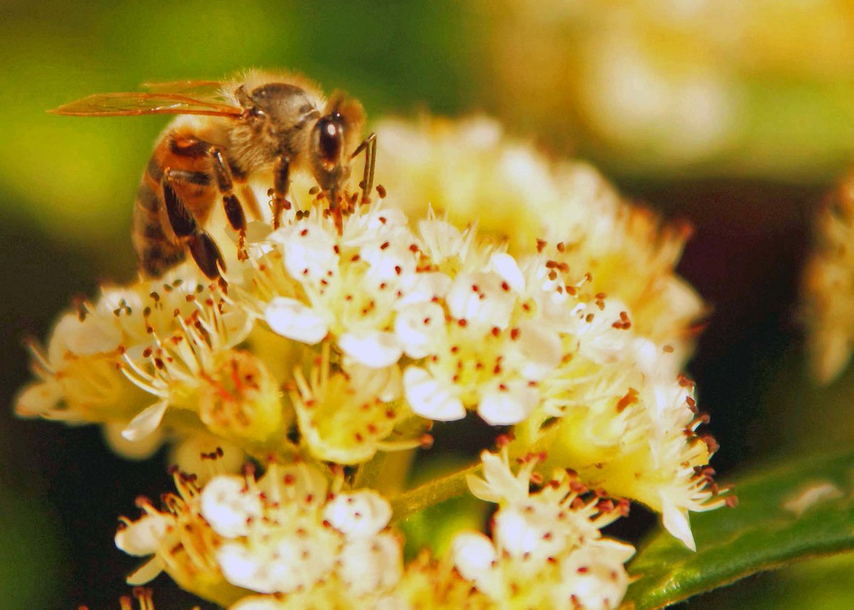 SerenesBeeswax's tweet photo. 🐝✨ Celebrate World Bee Day with 30% off everything in our store! Limited time offer from May 19 to 21! Shop now: https://t.co/jMxtAXlYRU #WorldBeeDay #Discount #ShopNow https://t.co/IENM2G4G6k
