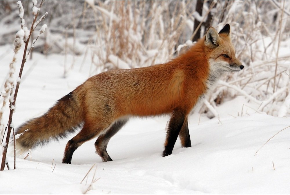 therianwaffen's tweet image. this is the last photo i saved and yes it makes me very happy ;D 🦊🦊🦊🦊🦊

#redfox #therianwaffen