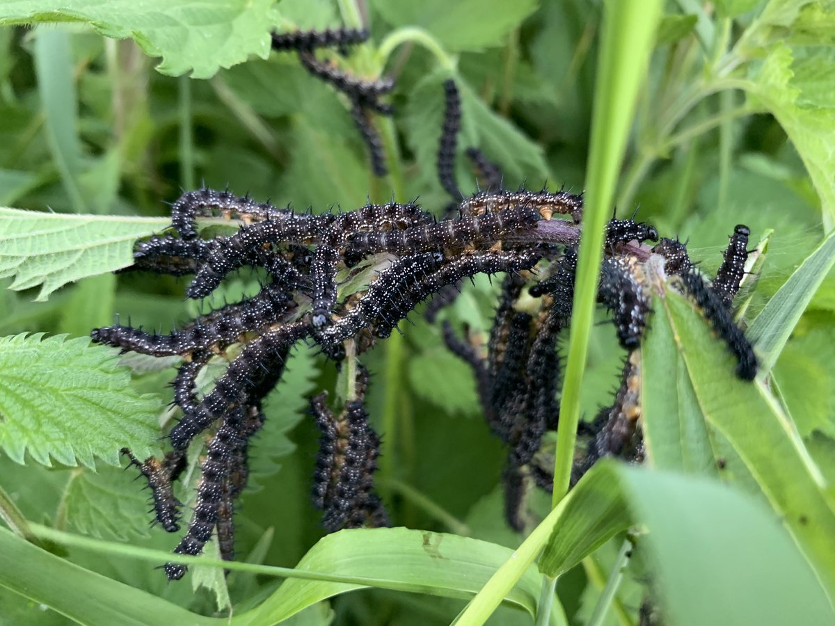 PensievePensine's tweet image. Wishing you all a lovely Friday 😊x

Spending time outdoors priority atm -looks like a decent butterfly and caterpillar year

First time I found 2 pupae in the wild 🐛🦋

I‘m trying to grow my first ever butterflies🤞
#lepidoptera #butterflies #insects 
#TwitterNatureCommunity