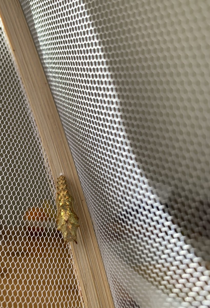 PensievePensine's tweet image. Wishing you all a lovely Friday 😊x

Spending time outdoors priority atm -looks like a decent butterfly and caterpillar year

First time I found 2 pupae in the wild 🐛🦋

I‘m trying to grow my first ever butterflies🤞
#lepidoptera #butterflies #insects 
#TwitterNatureCommunity